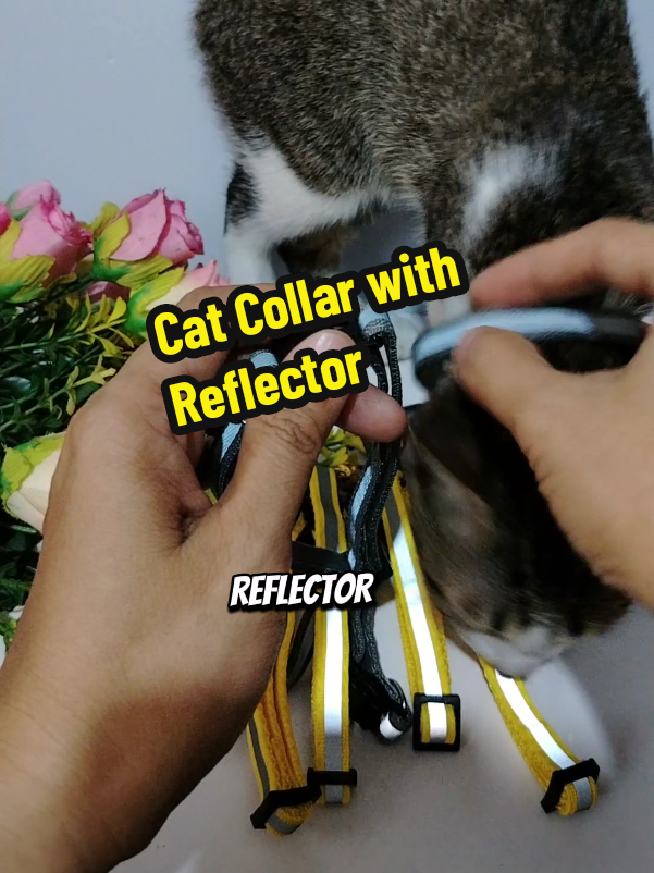 collar for cats protection reflectorized and breaks away protection  #collarforcats #collarforcat #forcats #caringforcats