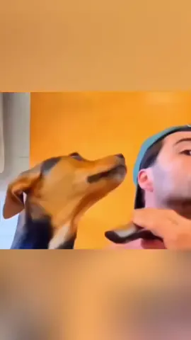 Funny animals 😂😂  #pet #cat #dog #cute #animals #foryou #typ