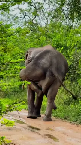 Sri Lanka Wild Elephant 🐘🇱🇰  #elephants #elephant #srilanka #aroundceylon #nature #travel #natural #naturelovers #wild #wildlife #travelling #exploresrilanka  #beauty #animal 
