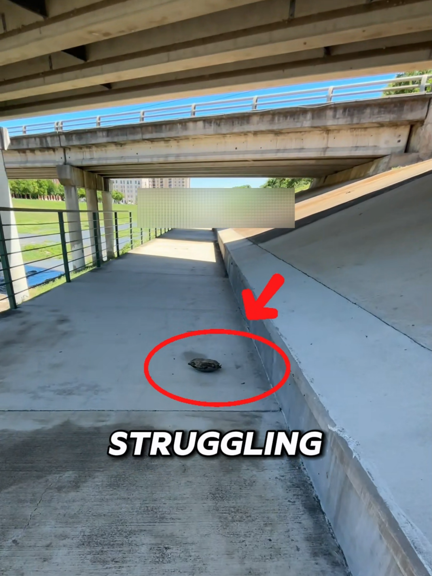 She Saved This Turtle… But Then THIS Happened 🐢😳 #animals #shorts #rescue