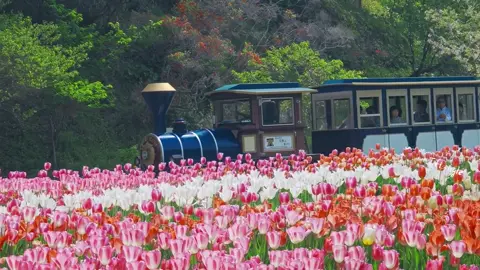 #flowers #foryou #canhdepthiennhien #fyp #flower 