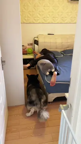#dog #pet #funny #funnyvideos #xuhuong 