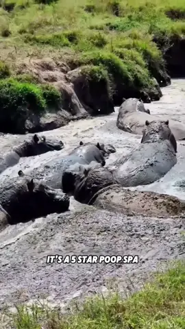 #tiktok #fyp #animals #cute #marmot #knowledge #hippo 