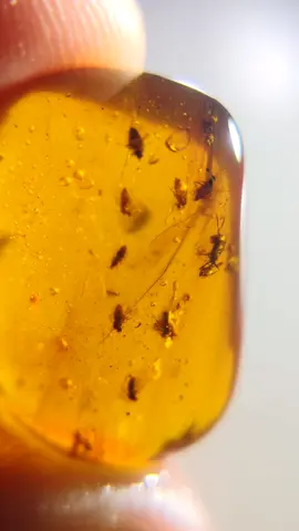 Amber Fossil lnsects .Bee. Mosqutio.  Rare Mosqutio. 