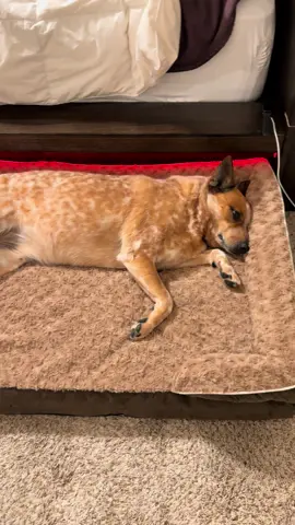 Testing out their new beds! 🥰  #heeler #cattledog #awkward 