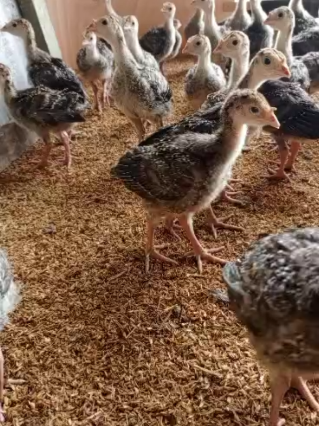 Nos dindonneaux sont disponibles aujourd'hui. Ce sont des très bons reproducteurs. 4500 francs l'unité  Nous les vendons par lots de 50  4500x50 = 225.000 francs  Whattsap +225 0153929295 #viralvideos #videoviral #madamepintade #dindon 