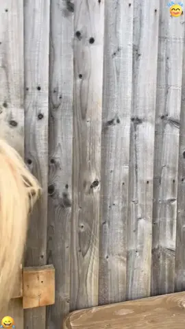 Dancing time #horse #horsesoftiktok #funny #play #sing 