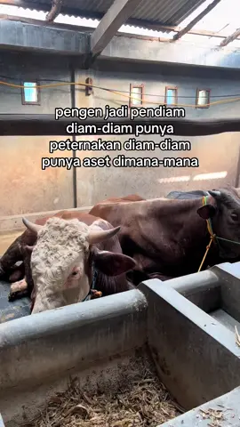 diam seperti pengangguran, bergerak punya peternakan #peternakmuda #fyp #petanimuda #sobatngaret #sapi #peternaksapiindonesia #puhafarm #masukberanda 