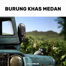 pompa pompa #shaundthesheep #pompa #medan 