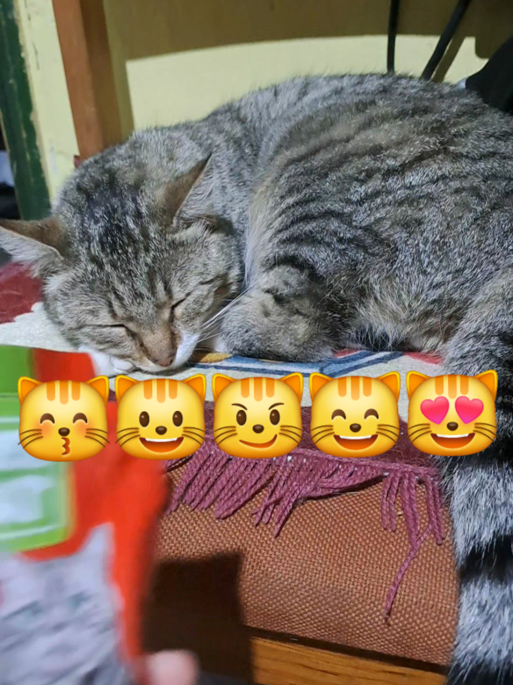 #kittycat #kitty #catslovers #catlove #lovecats #lovecat #miki #meow #cat #cats