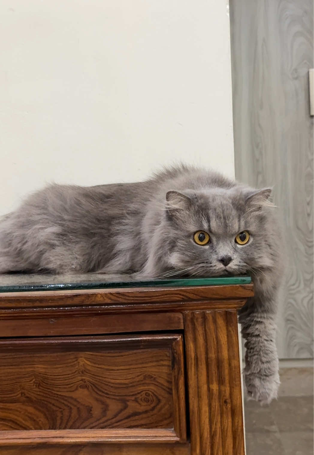 😹😹  #catsoftiktok #funnycat #fyp #persiancat [ persian cats , funny cats , cats ]