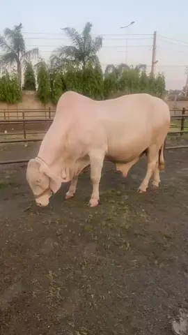 #Tipu #mashallah #realchampion #beauty #legend #COLLECTION #bull #KKFARMHOUSE #SailkotCowMandi #fyp #tiktok #illu #foryou #l 