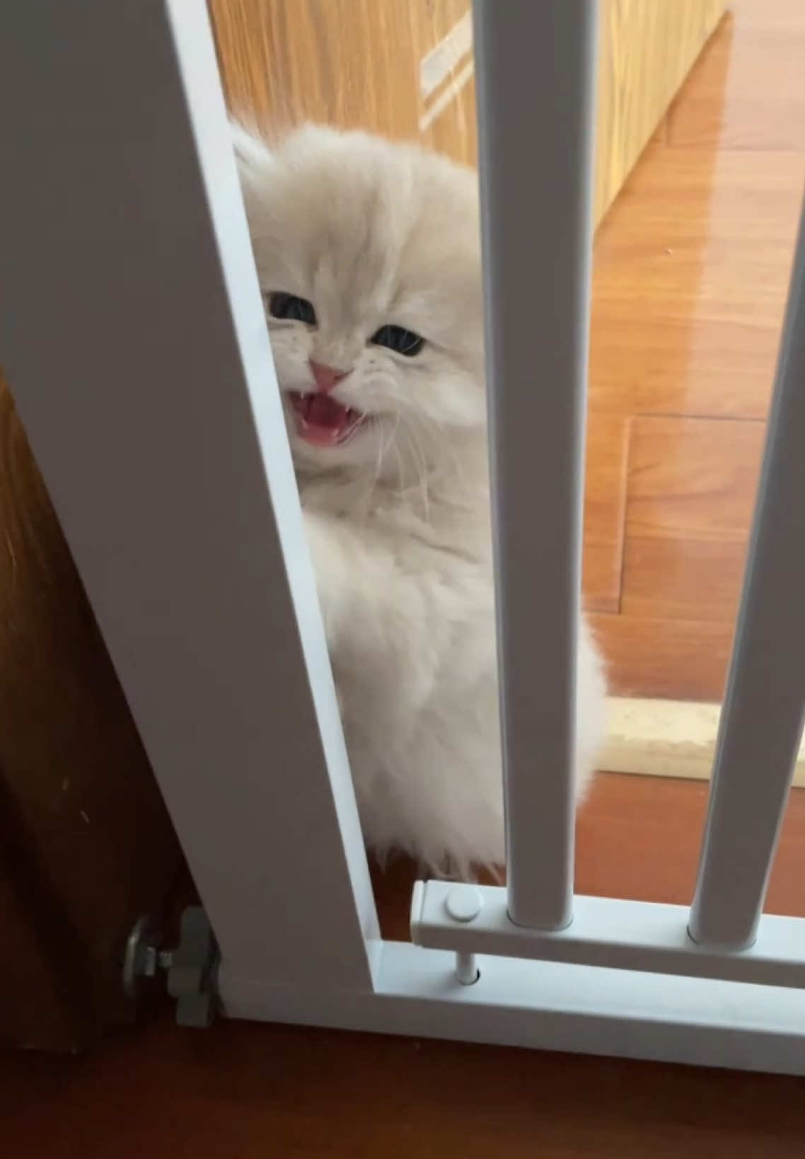 #猫 #猫動画 #猫好きさんと繋がりたい #猫のいる暮らし #可愛いペット 