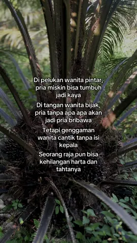 Di copy 🙌🏻 #sawitriau #sawitsumatra #sawitkalimantan #sawitjambi #sawitontiktok #petanisawit #petanisukses 