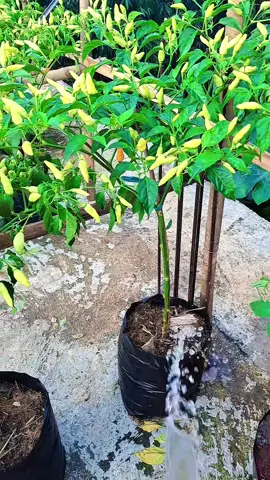 Menanam Cabai Dipolybag berbuah lebat #pertanian #tipsberkebun #petanicabe #reels #fyi #trikpintar 