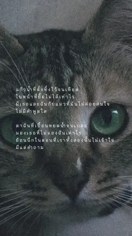 มีเธอกับฉันและแมวที่มันไม่ค่อยสนใจ 😿 . #ขอโทษที่ #CORNBOI 