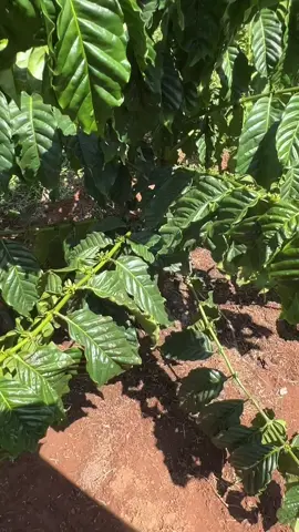 Em phòng tuyến trùng+ nấm trước. rễ khoẻ 🌳 tự mạnh 🔥💪 #giaovienlamvuon #fyp #chill #lamvuon #trongcaphe #caphe #tuyentrung #tuyentrungnamre #vanglathoire #trituyentrung #velum400sc #aliette800wg #aliette 