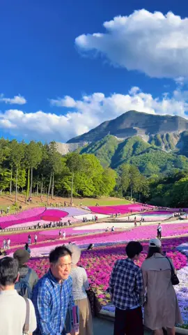 So beautiful 🥹🌸 #hitsujiyamapark #chichibusaitama #garden #flowers #japan 