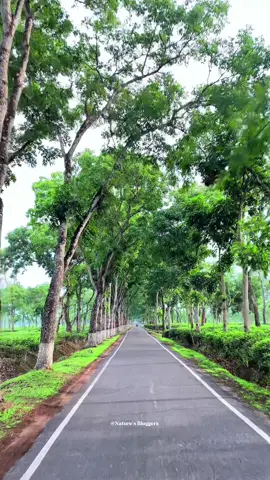 এ যেনো কল্পনার চেয়ে সুন্দর রাস্তা💚 📍শ্রীমঙ্গল