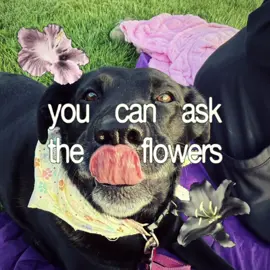 @Kaycee Coplen i am obsessed with ur dog #dog #fyp #cute 