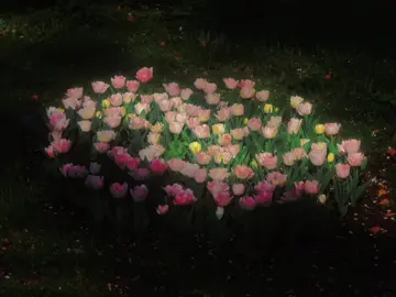 Vẻ đẹp của loài hoa tulip 🌷
