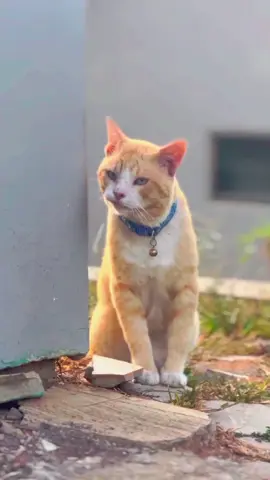 preman pensiun selamanya #ucrit #rip #oyen #oyenbarbar #kucingoyen #anabul #kucing 