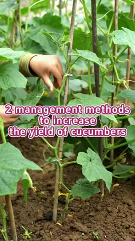 2 management methods to increase the yield of cucumbers. #garden #gardening #gardentips #gardening101 #plant #plants #planting #PlantLover #planttips #planttiktok #farmlife #farming #farm #farmer #agriculture #agricultura #farmtok #gardentok 