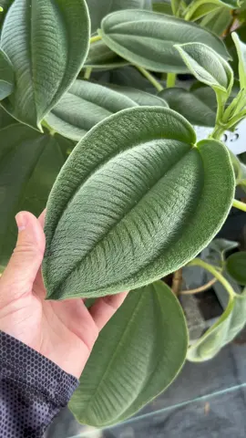 Since y’all were big fans of these leafs here they are again! #plants #plantnursery #fyo #foryou #plantsoftiktok 