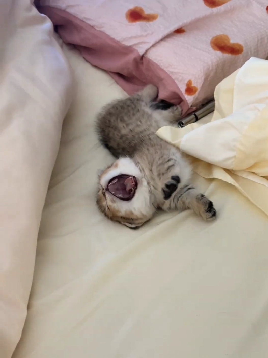 Cute😊.#pets #cute #cats #kitten 