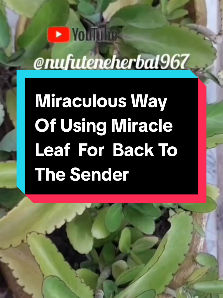 Back to Sender Ritual with Miracle Leaf