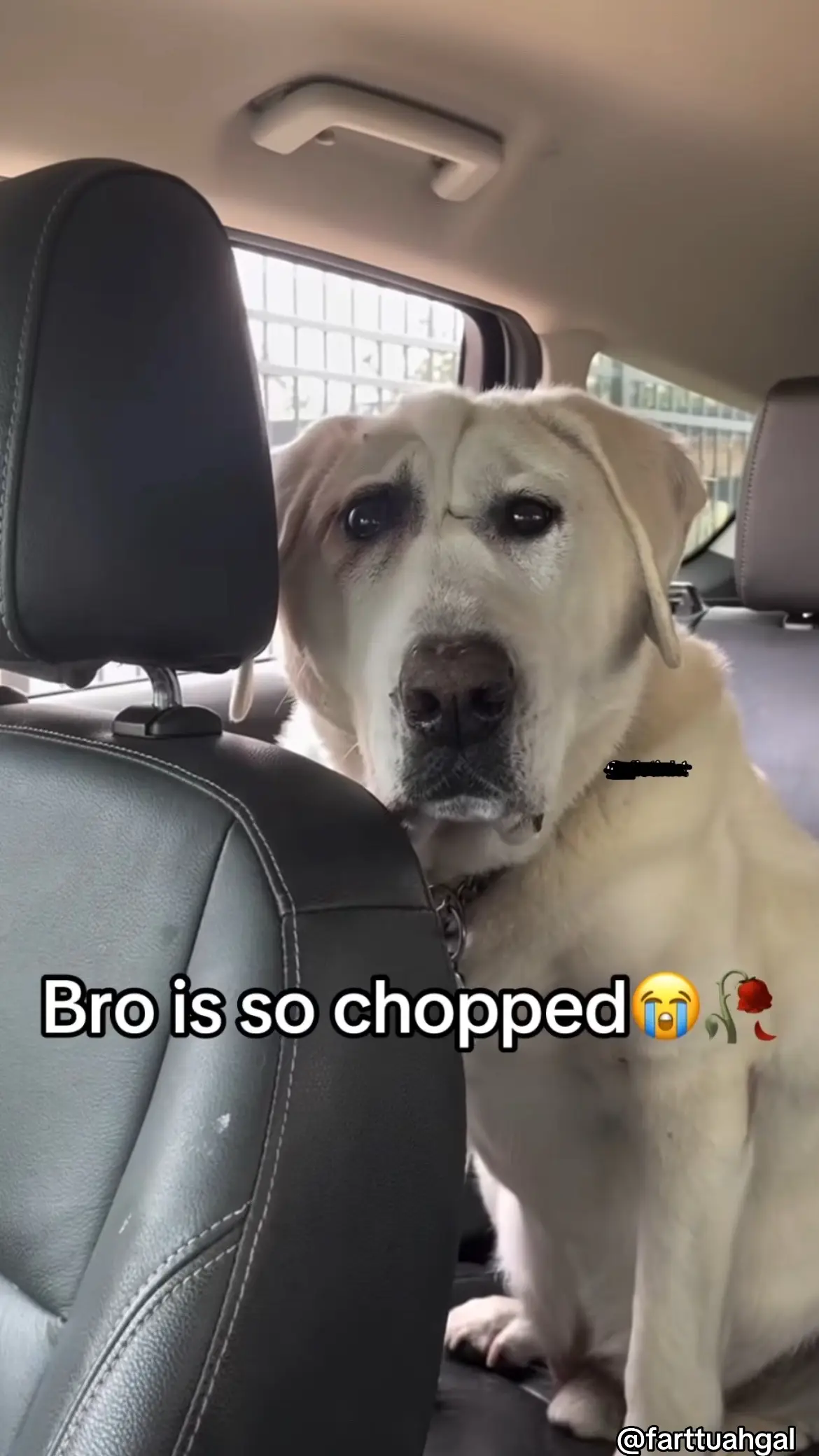 #chopped #dog #dawg #choppedchin #choppedshyt #meme #jokes #funny #brainrot #fyppppppppppppppppppppppp #memes #memestiktok 