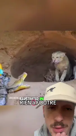 Les chats sont des tarés #animaux #animal #cat #chat 