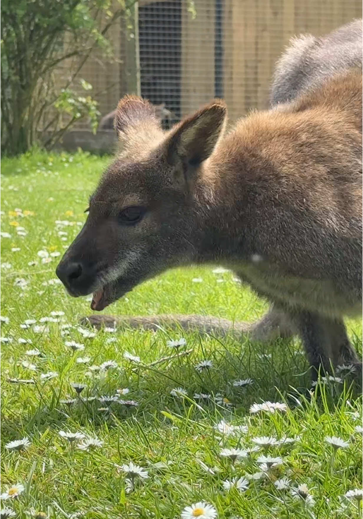 Wallabies heavan with some surprise visitors too 🫣