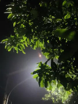 তুমি আর তো কারো নও শুধু আমার 🌙💖#tiktokviral #unfreezemyacount #avibaroi2007 #avibaroi3 #foryou @TikTok Bangladesh @TikTok @🦚 Prithibe  Baroi 🦚  