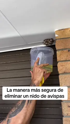 Yo le hubiese dado un escobazo y ya (Vía Ig the_handyman_can