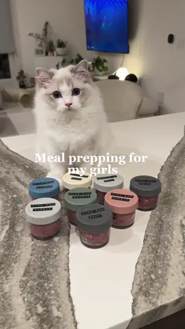 I thought I was doing something with these labels but oh my was it brutal to print out and take off the paper on the back off the label 🤣 Not sure if i'll be doing that again. These are 4 oz glass containers for those who are wondering! ❤︎ Base: @vivarawpets Discounts: 🔖 Viva Raw: PONYO20 for 20% off #catasmr #catenrichment #petasmr #ragdollcats #ponyoandluna #asmr #whatifeedmycats #feedingmycats #girlcats #catfood #catnutrition #catfoodtips #catlovers