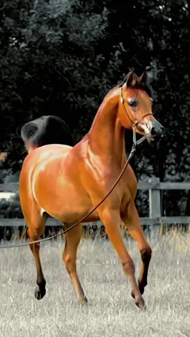 #CapCut دور اللي مشتريك#عشق_الخيل_ادمان #دور_اللي_مشتريك_وعينه_بالدنيا_عليك #شعر #قصيد #خيل #خيل_وخياله🐎 #خيل_عربي_اصيل #حصان #فرس #خيل_فخمه🐎 #fyp #viral #اكسبلور #اكسبلورexplore 