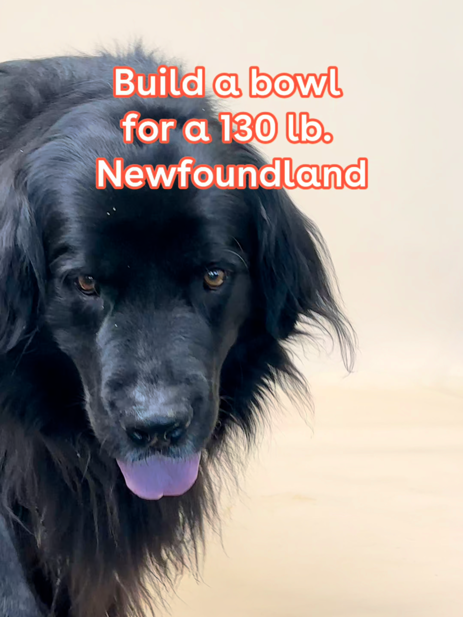 Just an afternoon snack for Gus 🐶❤️🐟✨ #pupford #dogmom #newfoundlanddog #newfoundlanddiet #gooddogfood