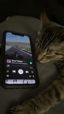 Scar Tissue That I Wish You Saw!! #scartissue #redhotchilipeppers #rhcp #scartissuethatiwishyousaw #anthonykiedis #johnfrusciante #chadsmith #flearhcp #sleepycat #tabbycat #cat #deftones #fypage 