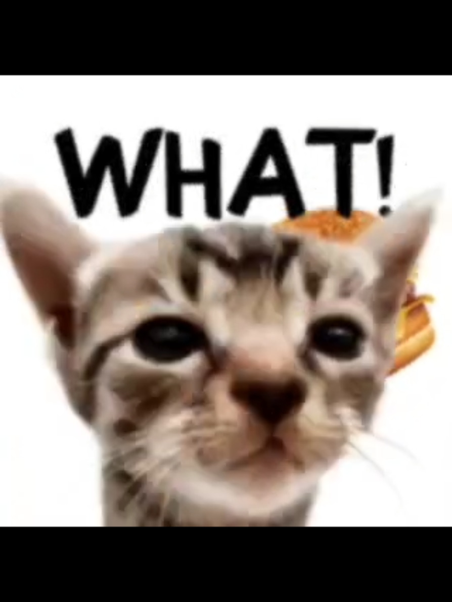 Elgatito Loves Burgers 🍔 #fyp #elgatito #foryou #meme #cat 