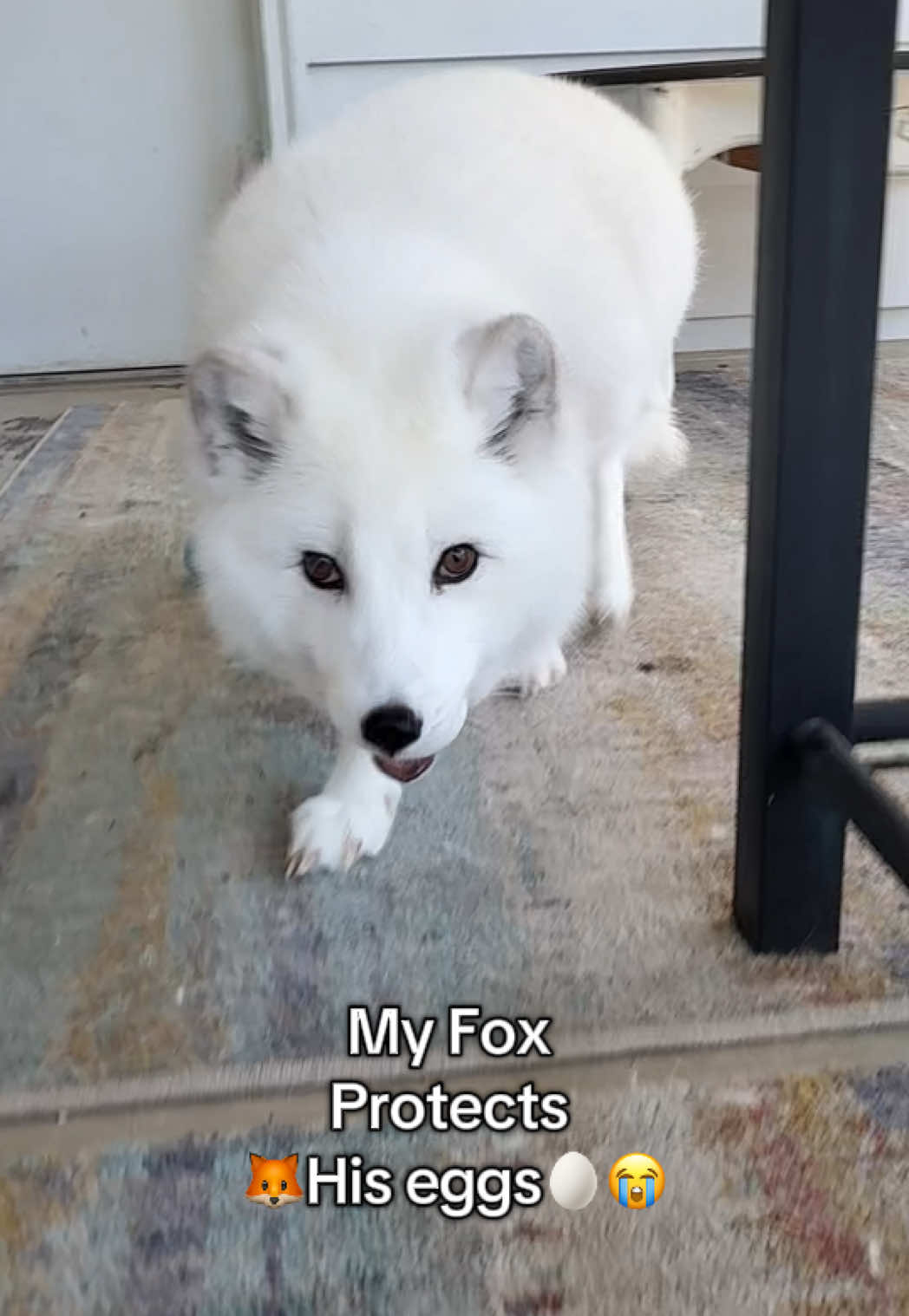 Aku treats unbroken eggs as his children 💀🦊♥️🥚 #fyp #fox #arcticfox #fypシ #egg 