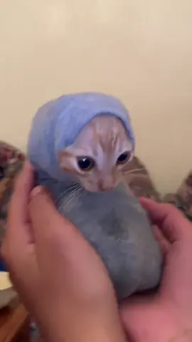 #AI #ai #cats #cats #catinsock 