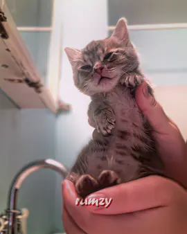 2024 was so good 🤩 #fyp #viral #velocity #aftereffects #ae #cat #giggleshitter #tyla #dance #trend #edit #yobunny #blowup #foryoupage #cutecat #oldtrend #2024 #pov #