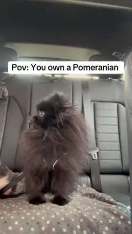 If anyone can guess why he is doing this you get a point!  #pomeranianpuppy #pomeranian #pomeranians #pomeraniansoftiktok #dogsoftiktok #dogs 