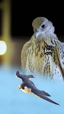 رفيقي عساها ما تخيب الهقاوي فيك #اليامي 