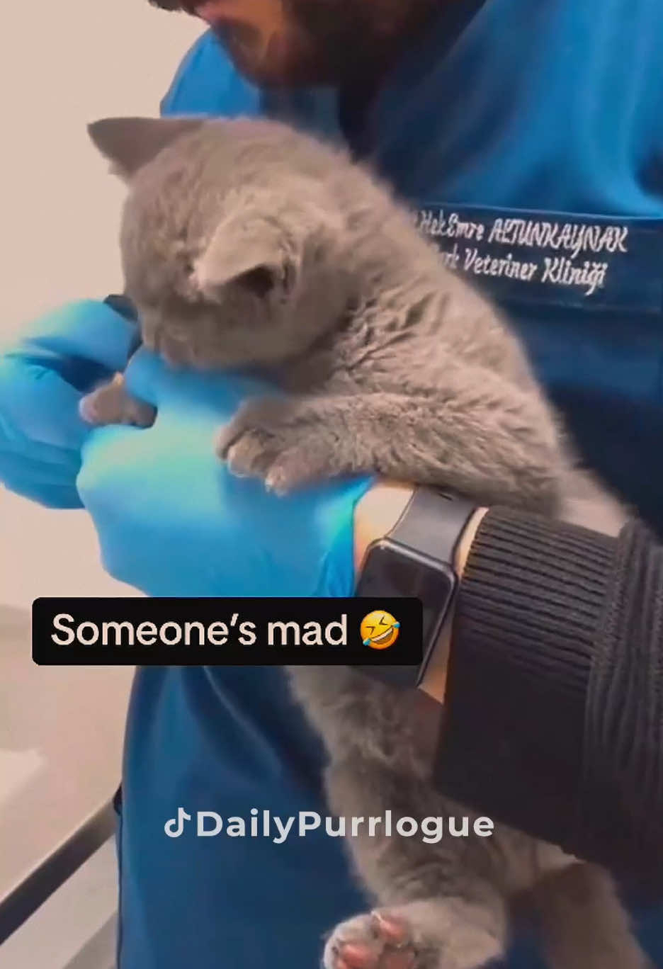 #cat #catsoftiktok #catlovers #cats #funnycats #catlover #funnycat #fyp 