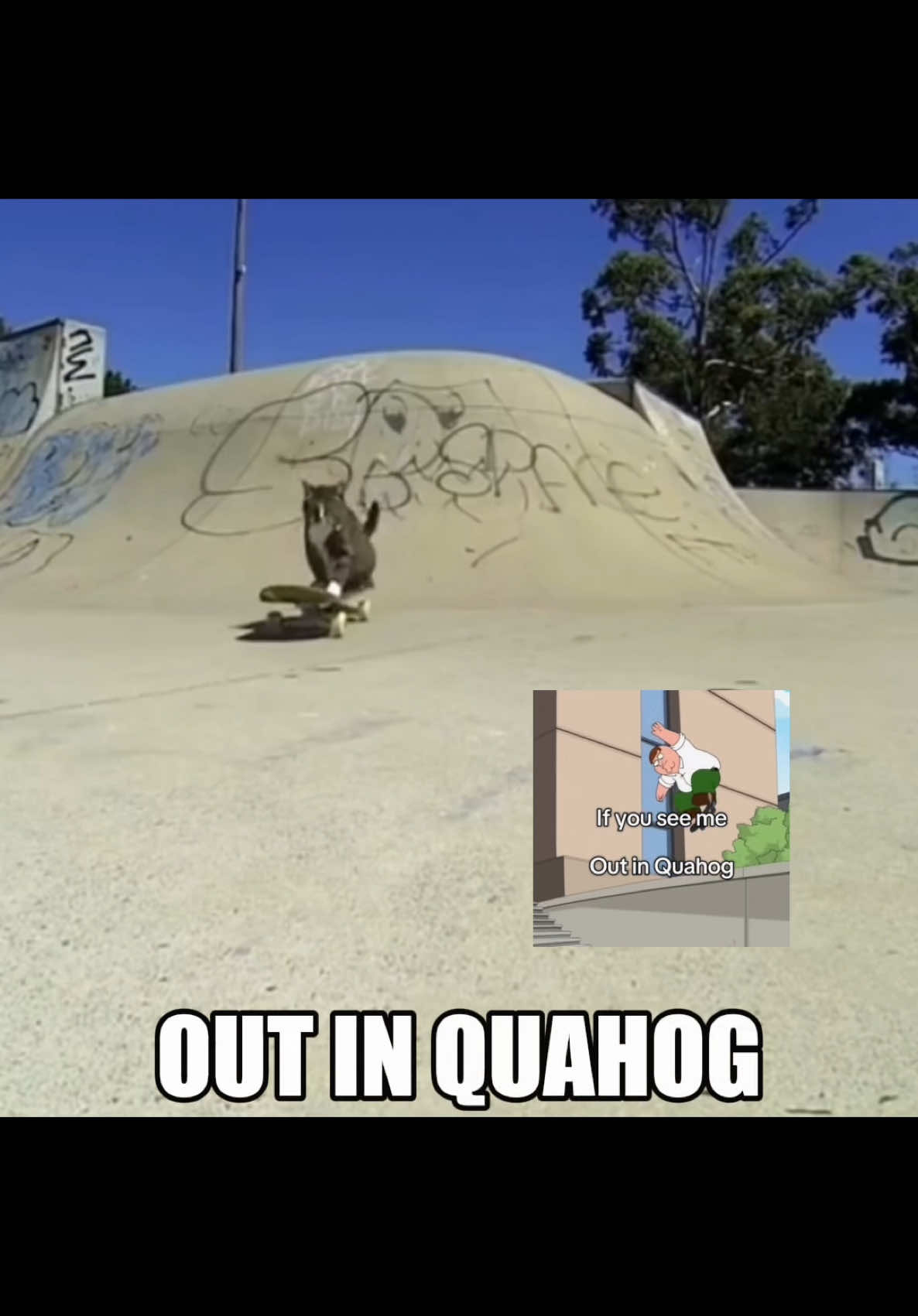 IF YOU SEE ME OUT IN QUAHOG SAY HI 🗣️🗣️ #catcore #catsoftiktok #catedit #catlandcentral 