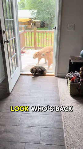These two are too predictable 😂 and yes, Pumpkin has to be forcefully removed from the premises when it’s time to go back outside because shes addicted to the couch. While supervised (to keep her from eating the couch), we do allow our capybaras to come inside to socialize with us. Especially when it is hot and buggy out, because girl - same.  #capybara #capybaras #capybaras_for_life #capybarasrule #capybarasofinstagram #cuteanimals #funnyanimals #capybaralove #capybaramemes #funny #animals 