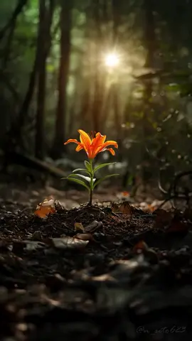 A single  bloom embracing the forest light 🌹 #forestflower #folwers#forest #nature #photography #aftereffects #forestflower #natureserenity 