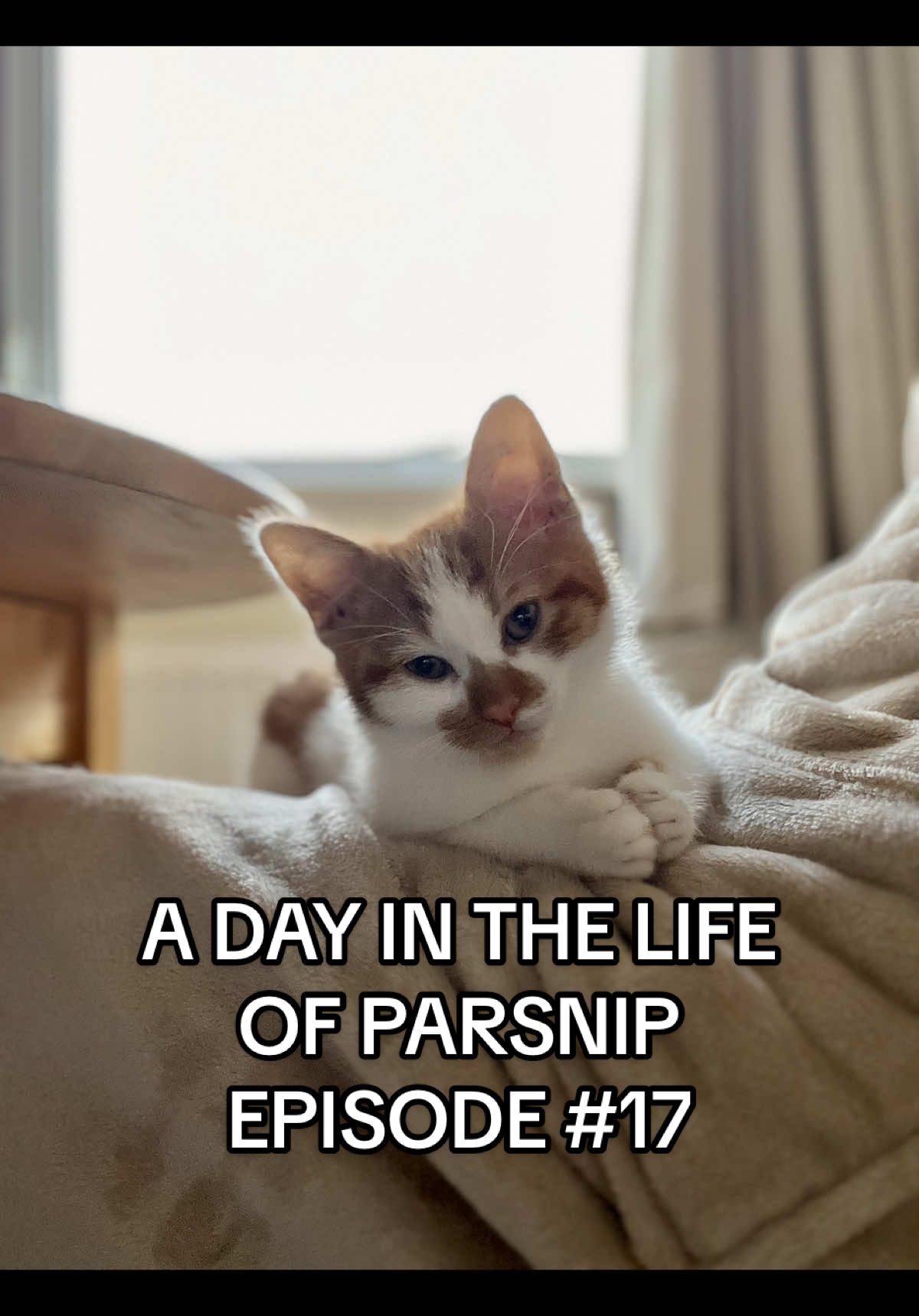 Just another day of Parsnip clockin them hours  #fyp #foryou #foryoupage #cat #kitten #cattok #catsoftiktok #catoftheday #kittentok #kittensoftiktok #kittenlove #catlover #catmom #cattraining #pet #PetsOfTikTok #pettok #Vlog #ditl #dayinthelife
